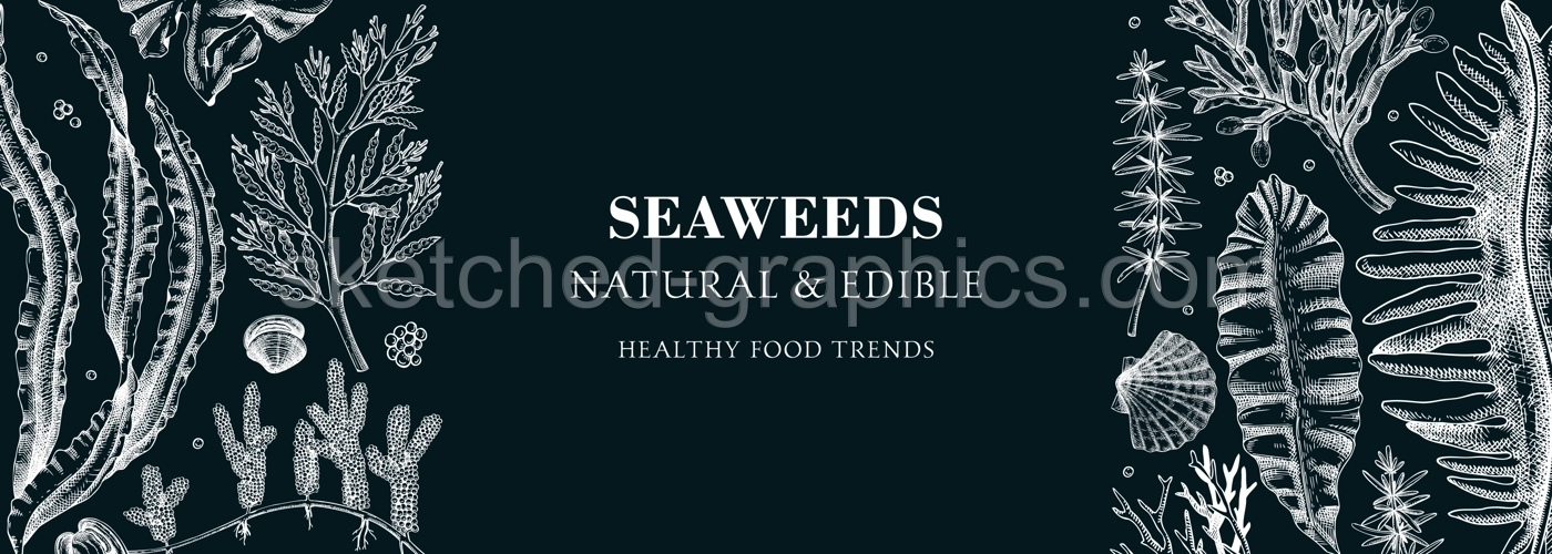 Edible seaweed banner design. Hand drawn food ingredients and vegetarian products on chalkboard. Sea vegetables - kelp, wakame, kombu, hijiki, Irish moss vector illustration. Asian cuisine menu Illustration